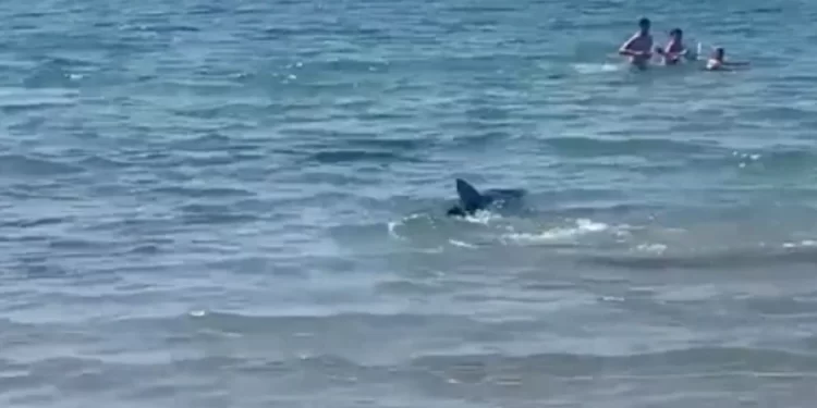 Video/ Peshkaqeni i tmerron në det, njerëzit mes frikës dhe panikut përpiqen të dalin në breg!