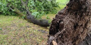 Lisa të nxjerrë me rrënjë, shtëpi të dëmtuara, Stuhi të dëmshme violente përshkojnë Slloveninë!