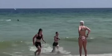 Tmerrohen pushuesit në plazh, peshkaqeni lëviz me shpejtësi drejt bregut në Florida