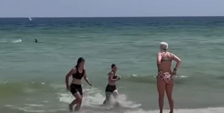 Tmerrohen pushuesit në plazh, peshkaqeni lëviz me shpejtësi drejt bregut në Florida