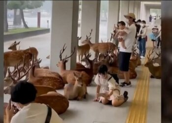 Mbrohen nga stuhia: VIDEO që po mahnit botën, drerët bëhen bashkë në një strehë me banorët japonezë