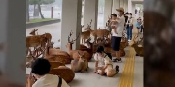 Mbrohen nga stuhia: VIDEO që po mahnit botën, drerët bëhen bashkë në një strehë me banorët japonezë