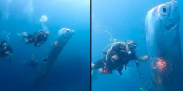 Një grup zhytësish ndeshen me një nga peshqit më të rrallë në botë!
