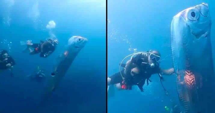 Një grup zhytësish ndeshen me një nga peshqit më të rrallë në botë!