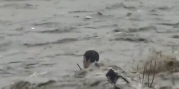 Makina u rrokullis dhe ngeci në mes të ujit, por ky njeri është me fat! (Video)