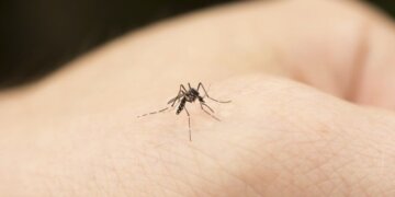 E dinit? Mushkonjat përzgjedhin kë të pickojnë, cilët janë ‘të preferuarit’ e tyre!