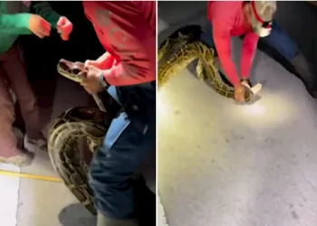 Video shokuese e gjuetarëve që munden me pitonin 7m para se t’i lidhin gojën e trupin me ngjitëse në Florida!