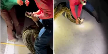 Video shokuese e gjuetarëve që munden me pitonin 7m para se t’i lidhin gojën e trupin me ngjitëse në Florida!