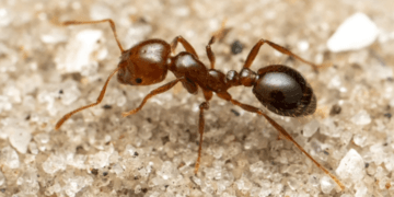 Një nga speciet më pushtuese në botë ka arritur në Evropë!!