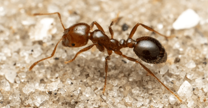 Një nga speciet më pushtuese në botë ka arritur në Evropë!!