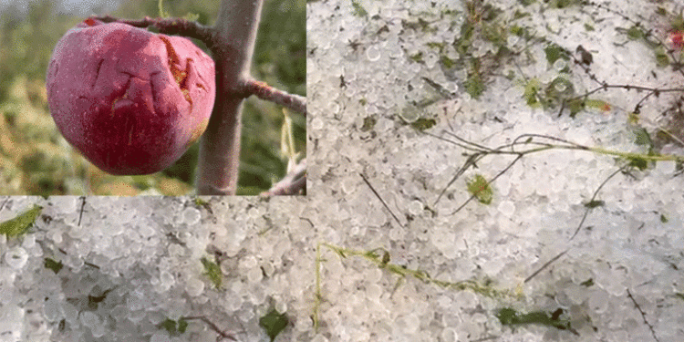 Breshër i “pazakontë” në Devoll, dëme të shumta në bujqësi, shkatërrohen sipërfaqe të tëra me mollë. Fermerët apel për ndihmë