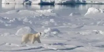Në Antarktidë arrin për herë të parë  sëmundja “katastrofale” për gjallesat