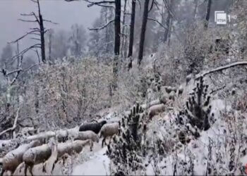 Bie bora e parë në Kukës, zbardhet mali i Gjalicës