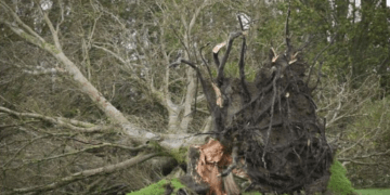 Erërat e fuqishme: Avioni nuk mund të ulet në Düsseldorf, tentoi katër herë