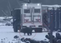 Momenti kur ariu i murrmë sulmon egërsisht dy burra, plagë të rënda në kokë e krahë pas përleshjes