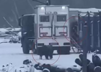 Momenti kur ariu i murrmë sulmon egërsisht dy burra, plagë të rënda në kokë e krahë pas përleshjes