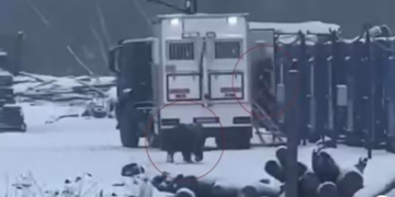 Momenti kur ariu i murrmë sulmon egërsisht dy burra, plagë të rënda në kokë e krahë pas përleshjes