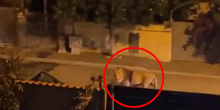 Luani shëtitet rrugëve të një qyteti në Itali, banorët paralajmërohen të mos dalin jashtë