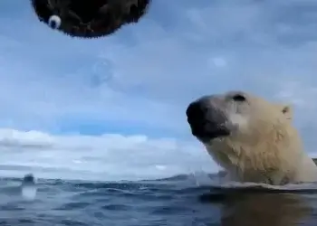 Arinjtë polarë kërcënohen të ngordhin nga uria për shkak të shkrirjes së akullit në Arktik