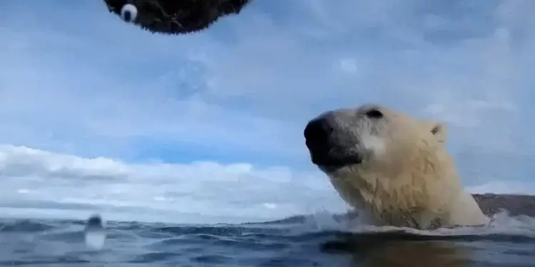 Arinjtë polarë kërcënohen të ngordhin nga uria për shkak të shkrirjes së akullit në Arktik