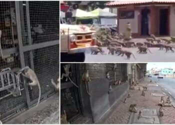 Grupi prej 3,500 majmunëve terrorizon qytetin tajlandez – turistët ikin, vendasit janë të pafuqishëm