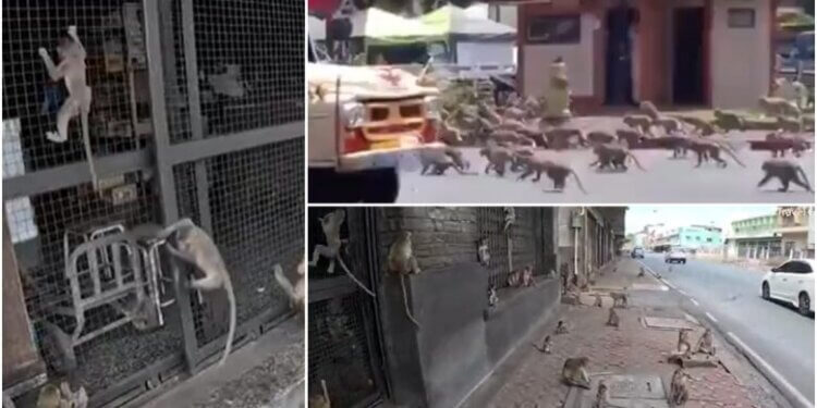 Grupi prej 3,500 majmunëve terrorizon qytetin tajlandez – turistët ikin, vendasit janë të pafuqishëm