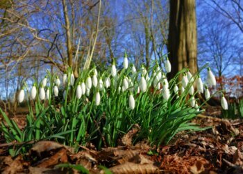 Moti nesër dhe ditëve në vazhdim! (05.02.2024.) E Hënë