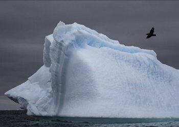 Regjistrohet për herë të parë gripi i shpendëve në Antarktidë