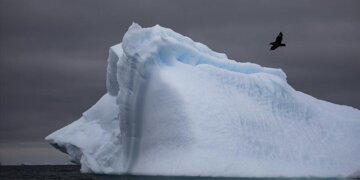 Regjistrohet për herë të parë gripi i shpendëve në Antarktidë