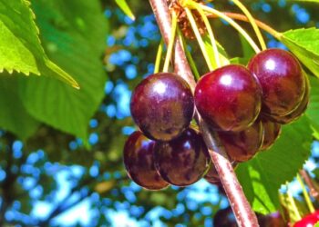 Në Kosovë po shiten me çmim shumë të lartë, por qershitë në Fier e Mallakastër të Shqipërisë po mbeten pa vjelë