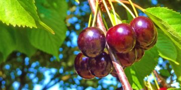 Në Kosovë po shiten me çmim shumë të lartë, por qershitë në Fier e Mallakastër të Shqipërisë po mbeten pa vjelë