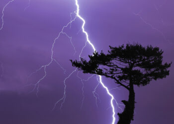 Rrufeja godet një pemë: Lëndohen 22 personat që fshiheshin poshtë saj