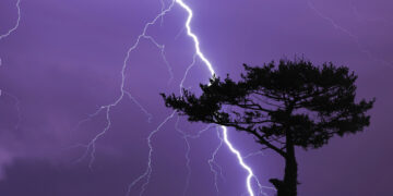 Rrufeja godet një pemë: Lëndohen 22 personat që fshiheshin poshtë saj