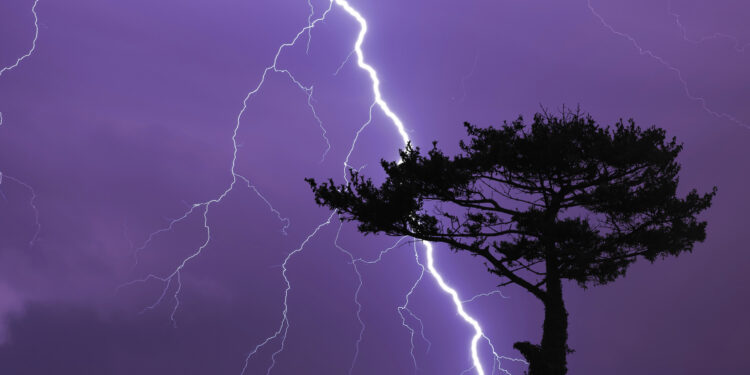 Rrufeja godet një pemë: Lëndohen 22 personat që fshiheshin poshtë saj