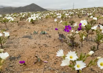 Shkretëtira më e thatë në planet mbulohet nga lulet