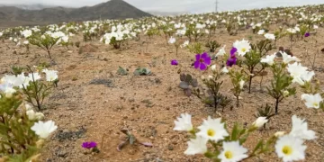 Shkretëtira më e thatë në planet mbulohet nga lulet