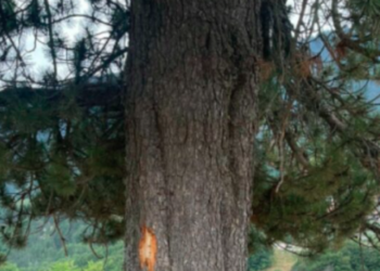 Në këtë vend po qëndronte familja që u goditën nga rrufeja në Prevallë