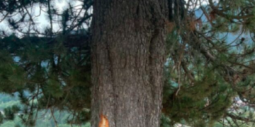 Në këtë vend po qëndronte familja që u goditën nga rrufeja në Prevallë