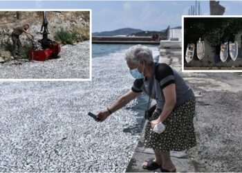 ‘Era është e padurueshme’- përpjekje të mëdha për të larguar qindra mijëra peshq të ngordhur nga një pikë e njohur turistike në Greqi