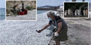 ‘Era është e padurueshme’- përpjekje të mëdha për të larguar qindra mijëra peshq të ngordhur nga një pikë e njohur turistike në Greqi
