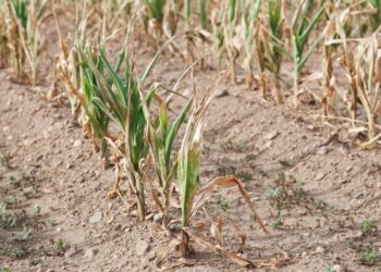 Tre muaj pa reshje shiu në disa pjesë të vendit, shteti evropian që po përballet me thatësi të madhe