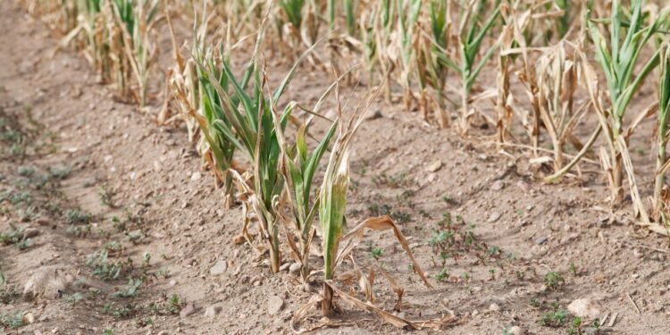 Tre muaj pa reshje shiu në disa pjesë të vendit, shteti evropian që po përballet me thatësi të madhe