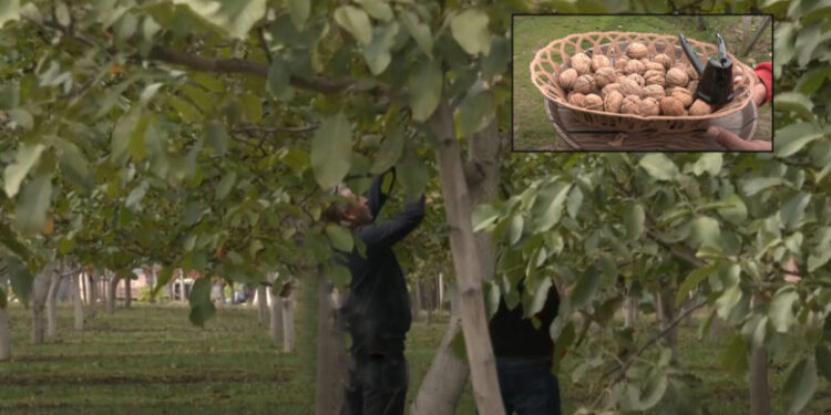 Arrat e Kalifornisë në tokat e Malishevës