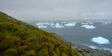 Antarktida po gjelbërohet me një ritëm alarmant, shkencëtarët zbulojnë arsyen