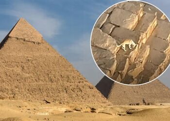 Një qen filmohet në maje të Piramidës së Keopsit, pamjet bëhen virale