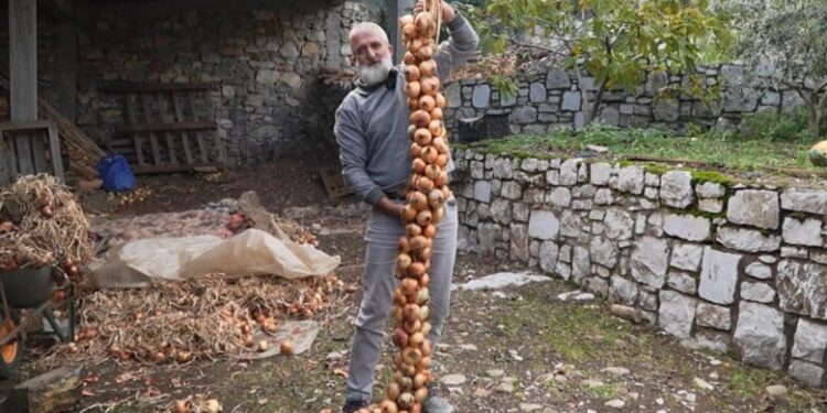 Fermeri shqiptar synon rekordin Guinness me vargun më të gjatë të qepëve