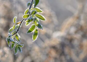Parashikimi i motit për sot – e diel