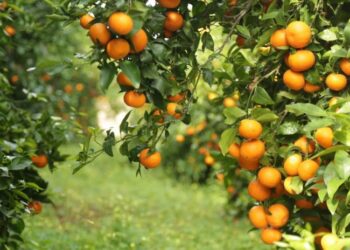 BE-ja ndalon një sasi të mandarinave shqiptare, cilësohen të rrezikshme