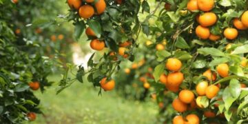 BE-ja ndalon një sasi të mandarinave shqiptare, cilësohen të rrezikshme