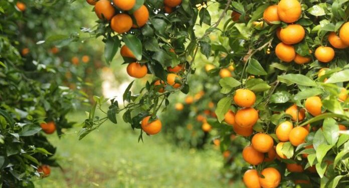 BE-ja ndalon një sasi të mandarinave shqiptare, cilësohen të rrezikshme